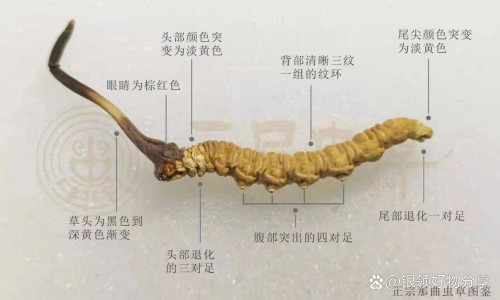 南京小学教师-天津咽喉丸图片网 :分享四照花生长速度-仪征个人二手房网知识