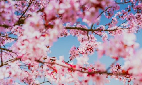 天津咽喉丸图片网 :分享四照花生长速度-仪征个人二手房网知识